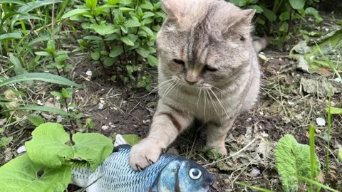 Funny cat playing with toy Video stock 276849845