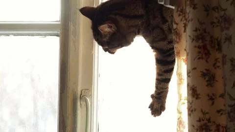 Funny cat playing on the window. Stock Footage 229776678