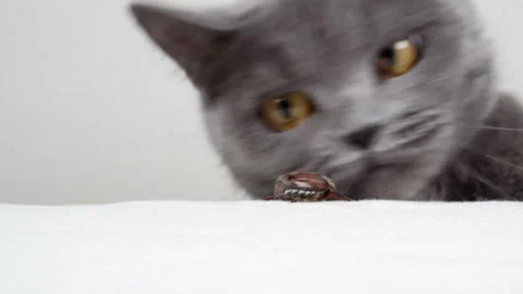 A funny cat plays with a beetle. Stock Footage 156548379