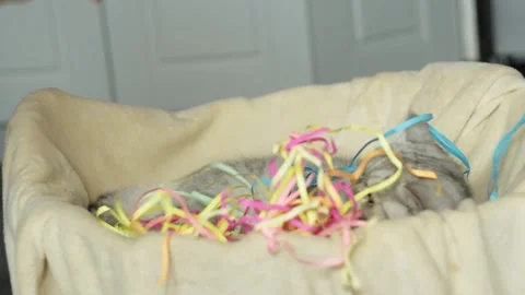 Funny cat plays with colored ribbons. Jumping movement, dynamics. Stock Footage 181545498