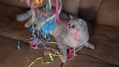 Funny cat plays with colored ribbons. Jumping movement, dynamics. Stock Footage 181582456
