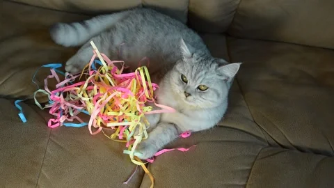 Funny cat plays with colored ribbons. Jumping movement, dynamics. Stock Footage 181582468