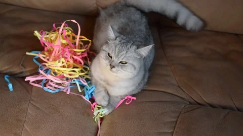 Funny cat plays with colored ribbons Stock Footage 181582489