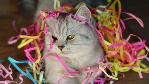 Funny cat plays with colored ribbons. Stock Footage 181582585