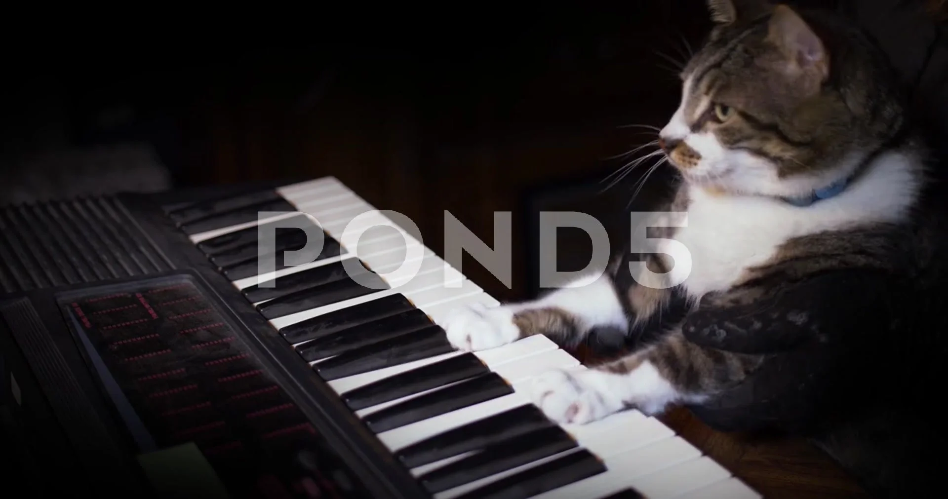 Cat Piano Game - Play Online