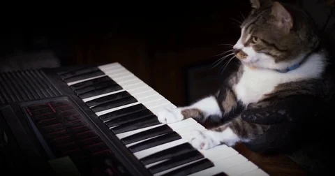 Funny Cat Plays a Keyboard, Organ or Piano Stock Footage