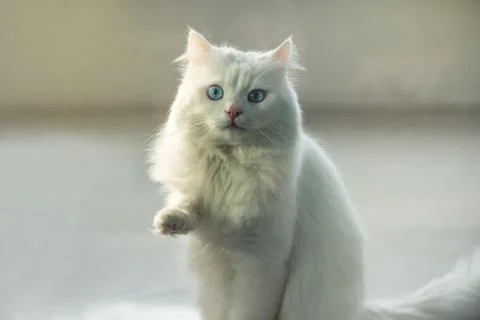 Funny cat portrait. Stock Photos