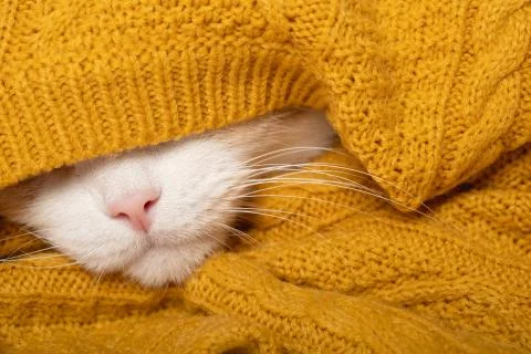 A funny cat is preparing for a cold autumn, winter. Home comfort Stock Photos