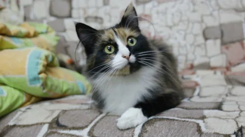 Funny cat quickly funny shakes his head from side to side, the animal looks forw Stock Footage 105171408