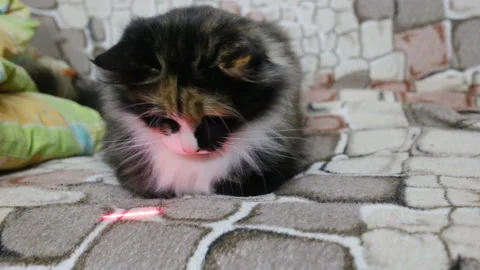 Funny cat quickly shakes his head from side to side, the animal follows the red Video stock 105170919