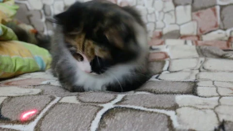 Funny cat quickly shakes his head from side to side - watching the red dot laser Stock Footage 105170920