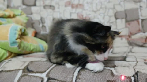Funny cat quickly shakes his head, shakes his ear nervously and licks his paw. C Stock Footage 105171782