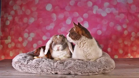 Funny Cat Rabbit Guinea Pig Cavy and Lop Video Cute Animal Pet Videos Friendly Stock Footage 113196313