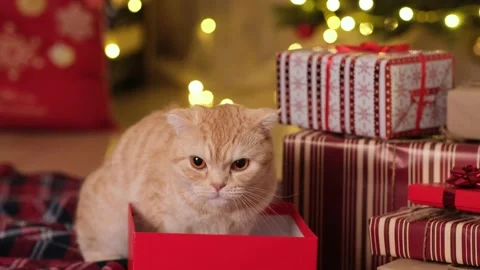 Funny cat in red gift box on background of blurred festive Christmas lights Video stock 224409047
