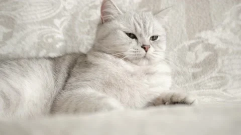 Funny cat resting on a white blanket. Video 4k. Stock Footage 172546193