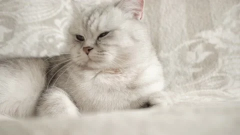 Funny cat resting on a white blanket. Video 4k. Stock Footage 172546653