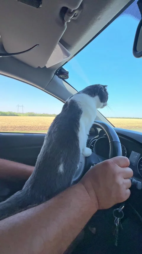 Funny cat rides in a car, sits on the owner's lap while driving a car  Stock Footage 287916579