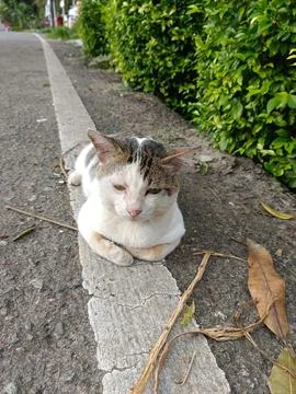 Funny cat in the road Stock Photos
