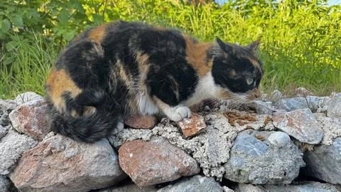 Funny cat on the rocks Foto stock