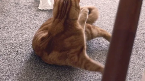 Funny Cat Rolling Around On The Carpet Chasing ts Tail - Closeup Shot Stock Footage 126621681