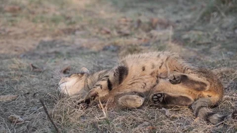 Funny cat rolling in dry grass during warm golden hour sunset Vídeos de archivo 336739755