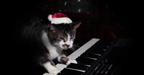 Funny Cat Stock Footage Royalty Free Stock Videos Pond5