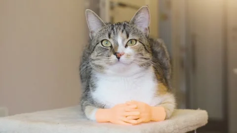 Funny cat showing off tiny hands while lounging on a cozy perch Stock Footage 307640859