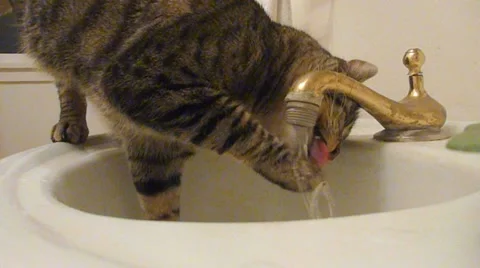 Funny Cat in the Sink 1 Stock Footage 10887384