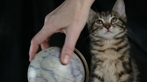 Funny cat sits with globe, learning and travel concept Stock Footage 259275803
