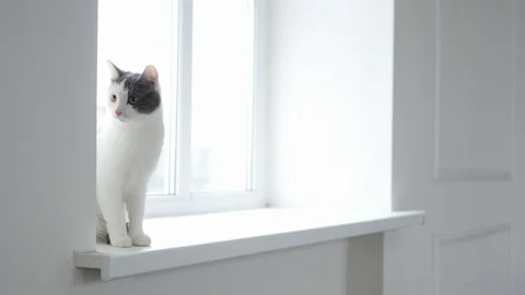 Funny cat sits on the windowsill and looks around Stock Footage 73938599