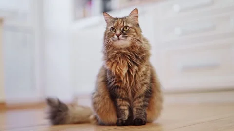 Funny cat sitting on the floor in the kitchen. 4k footage Stock Footage 285544706