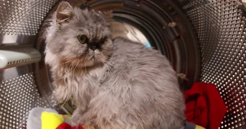 Funny cat sitting in the washing machine, view from inside the washing machin Stock Footage 152856461