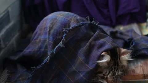 Funny cat is sitting wrapped in a blanket Video stock 169540181