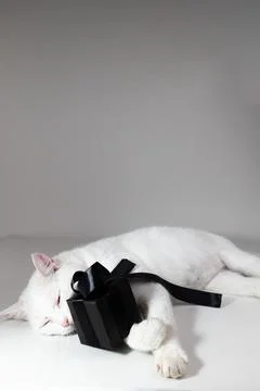 Funny Cat Sleeping Next to a Small Black Gift Box on a Smooth Surface Stock Photos