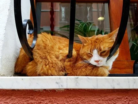Funny cat sleeping Stock Photos
