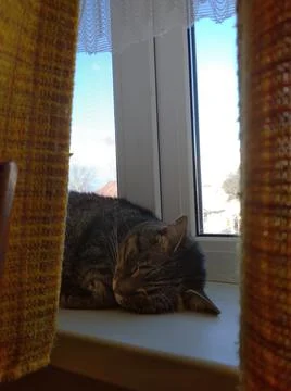 Funny cat sleeping Stock Photos