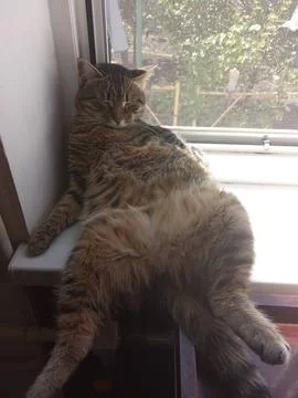 Funny cat sleeping Stock-Fotos