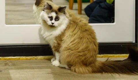 Funny cat with a slight squint sits at the exit, waiting to go for a walk. Stock Photos