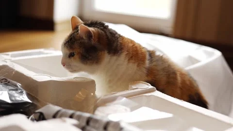 Funny cat sniffing boxes Stock Footage 310693191
