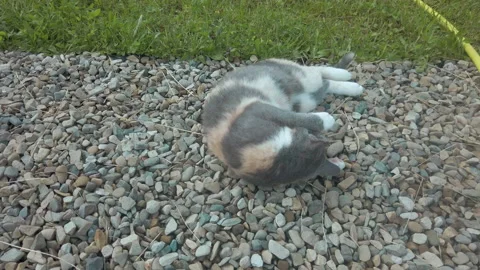 Funny cat spins on ground, basking on small pebbles. Cat enjoying environment Video stock 132709551