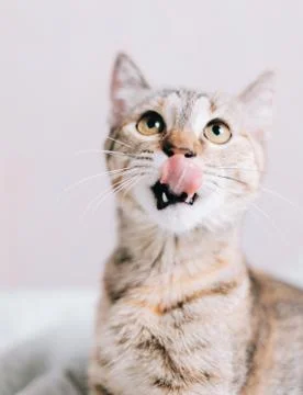 Funny cat staring at something and licking with tongue Stock Photos