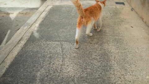 A funny cat is walking away Stock Footage 108856007