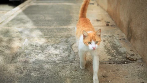 A funny cat is walking towards camera. Stock Footage 108855885