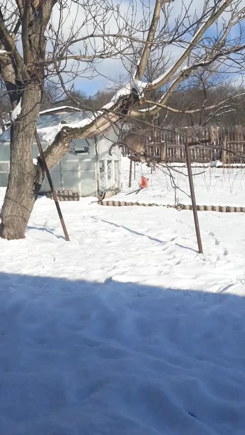 Funny cat wants to catch eat for birds on tree. Winter in the village. Stock Footage 147623599