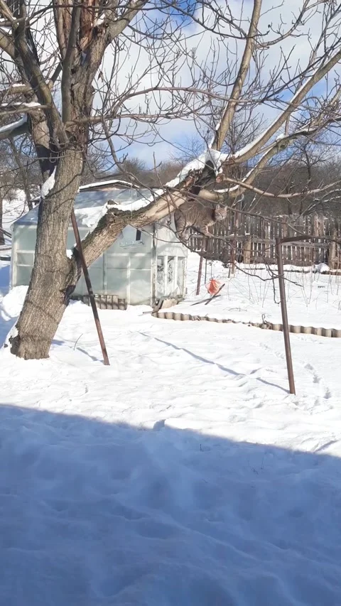 Funny cat wants to catch eat for birds on tree. Winter in the village. Stock Footage 147623607