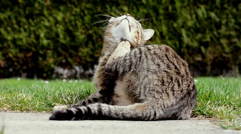 Funny cat washes Stock-Footage 36890616