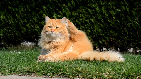 Funny cat washes Stock Footage 36890621