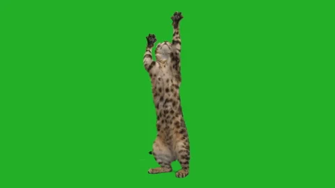 Funny cat waves paws on a green screen Stock Footage 153314461