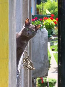 Funny cat in the window Stock Photos