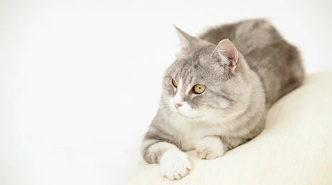 Funny Cat Winking Video stock 51861757